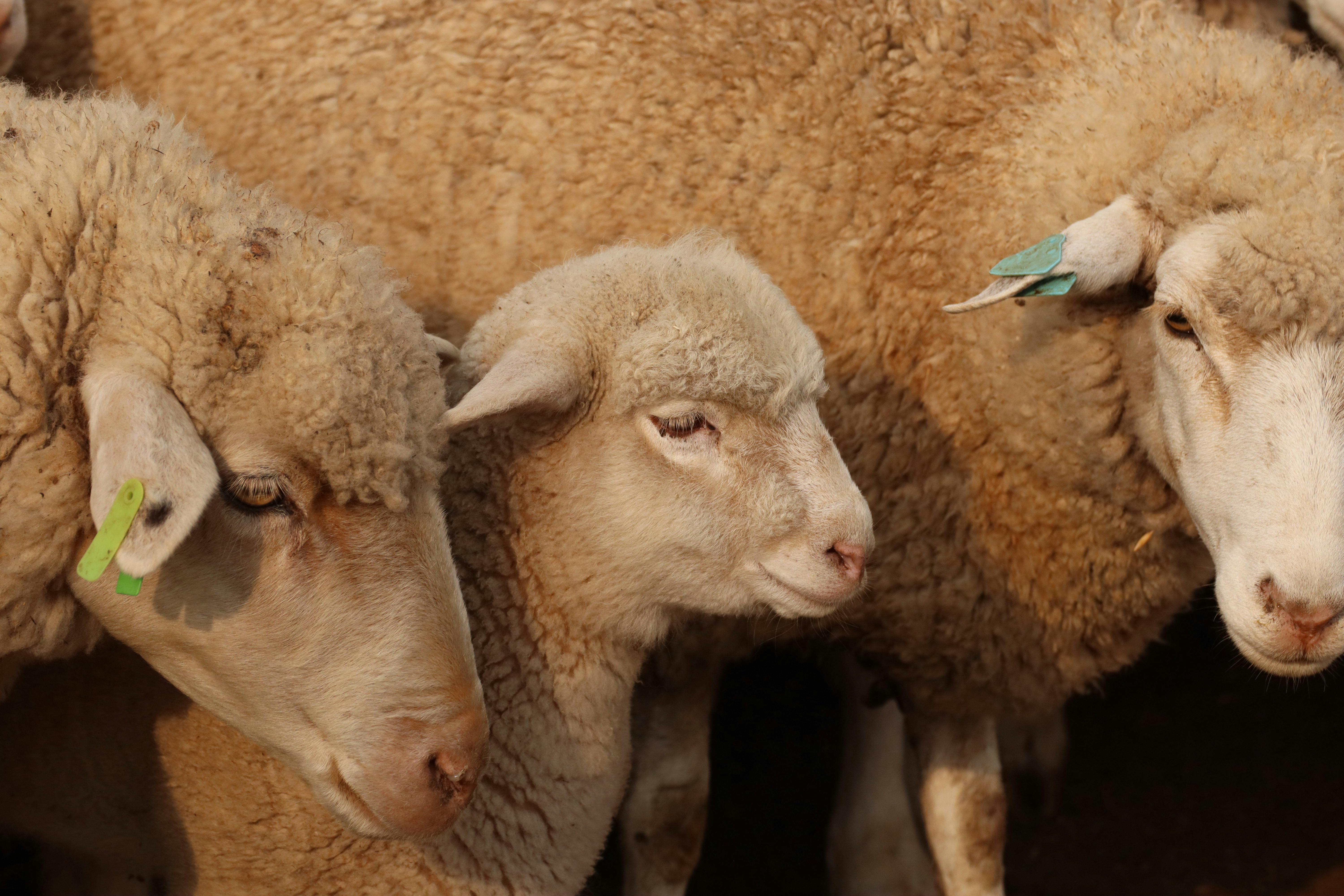 Élevage bovin : différences entre extensif et intensif